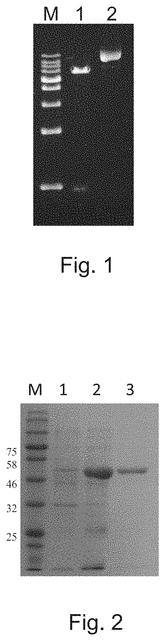 Prenyltransferase and application thereof