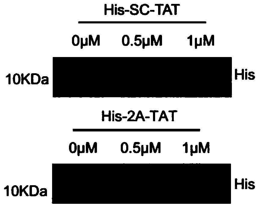 Oligopeptide and application thereof