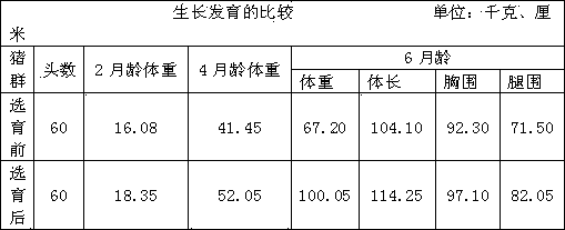 Breeding method for Jiangquan white Duroc pigs