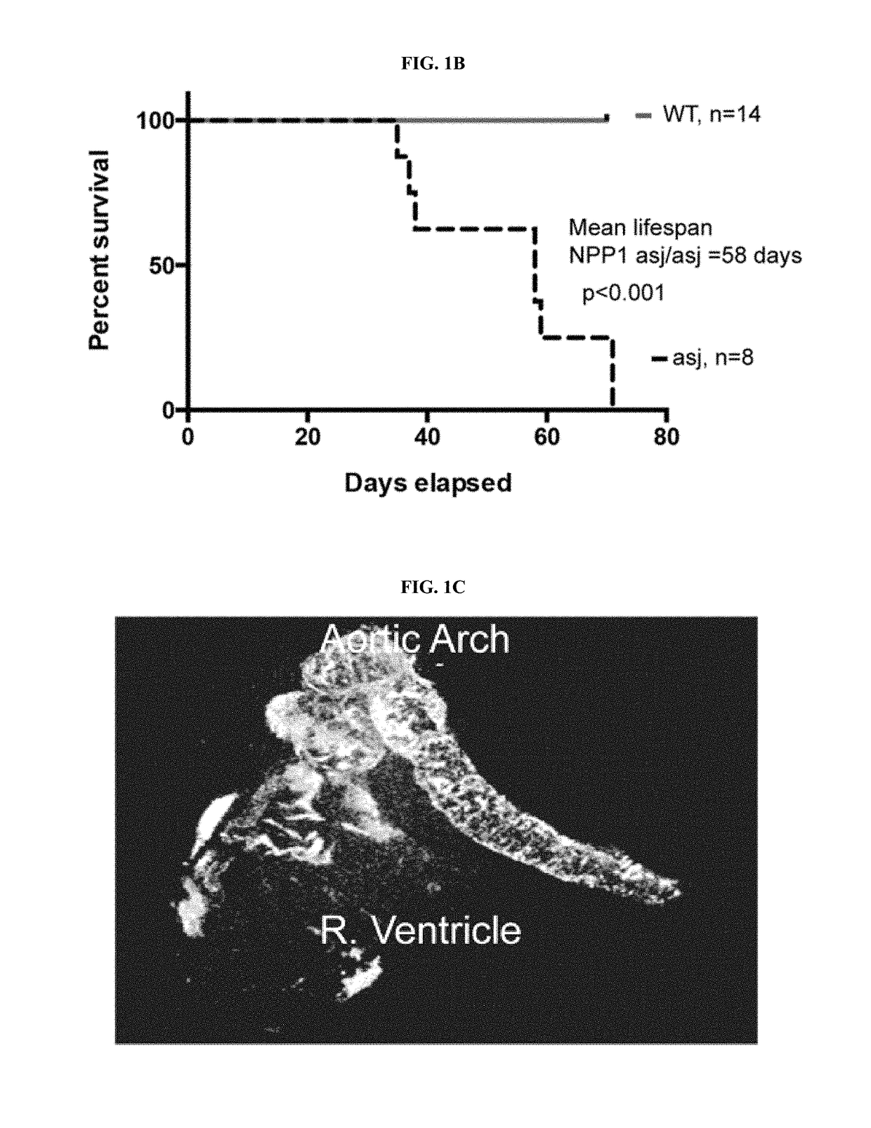 Compositions for Treating Pathological Calcification Conditions, and Methods Using Same