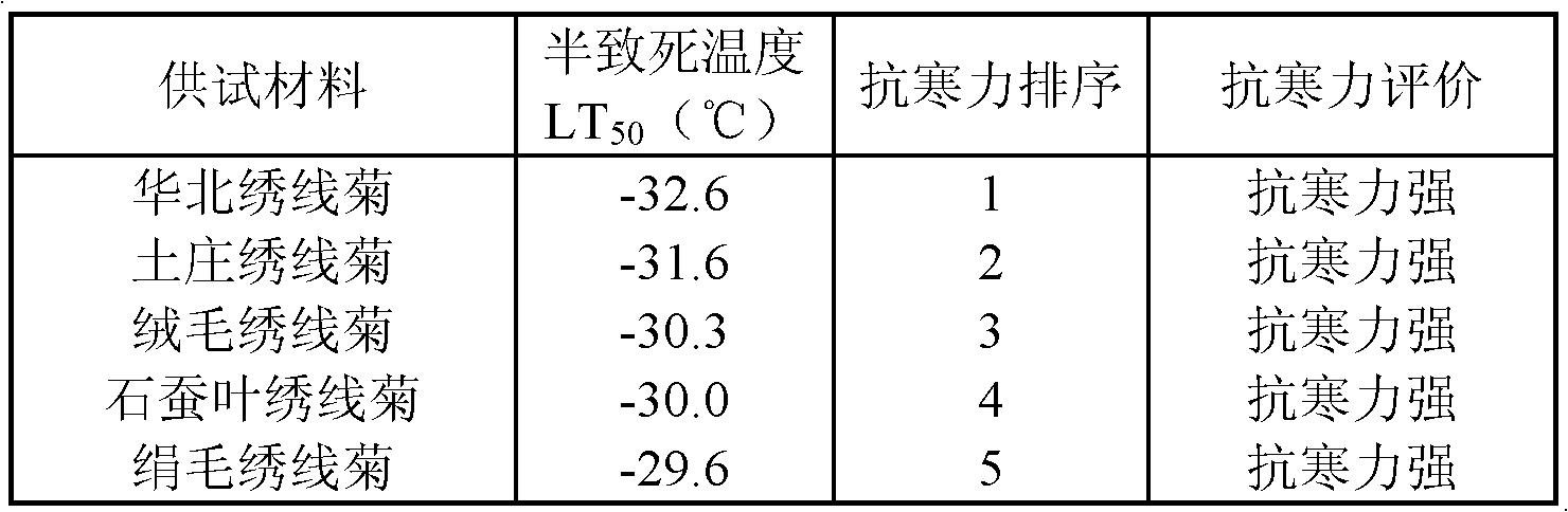 Method for screening cold-resistant variety of steeplebush