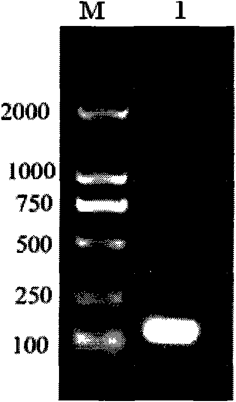 Method for constructing Exendin-4 high-yielding engineering bacterial strain