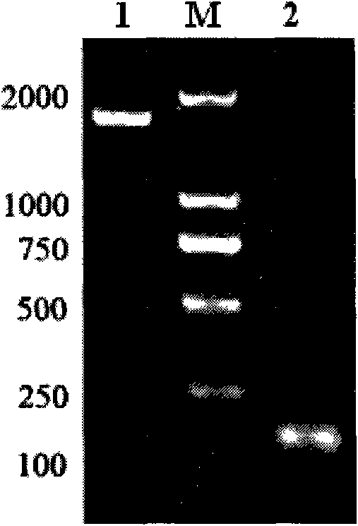 Method for constructing Exendin-4 high-yielding engineering bacterial strain