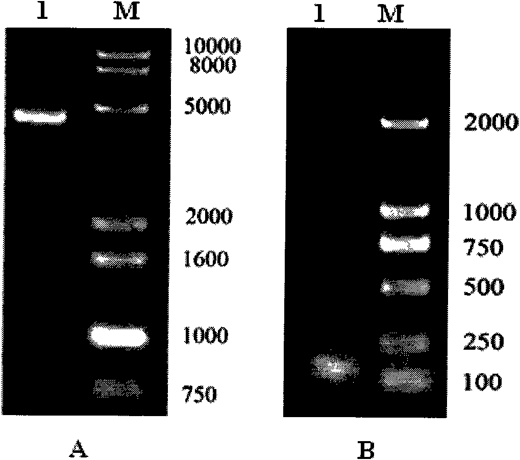 Method for constructing Exendin-4 high-yielding engineering bacterial strain