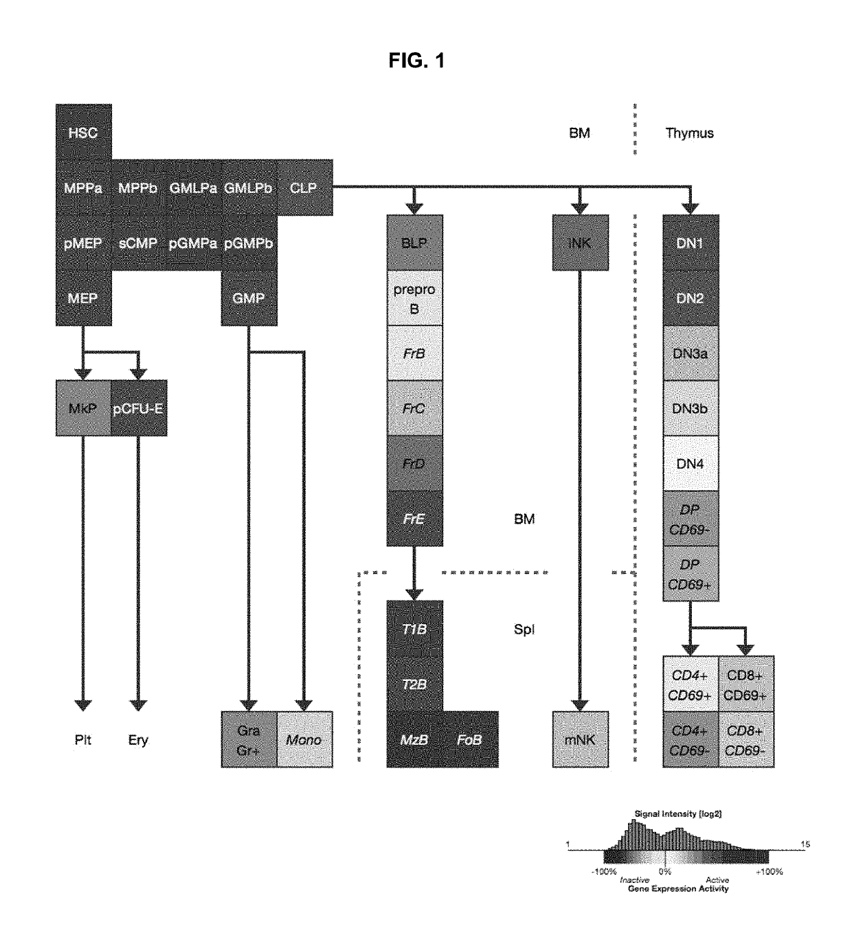 Engraftment of stem cells with a combination of an agent that targets stem cells and modulation of immunoregulatory signaling