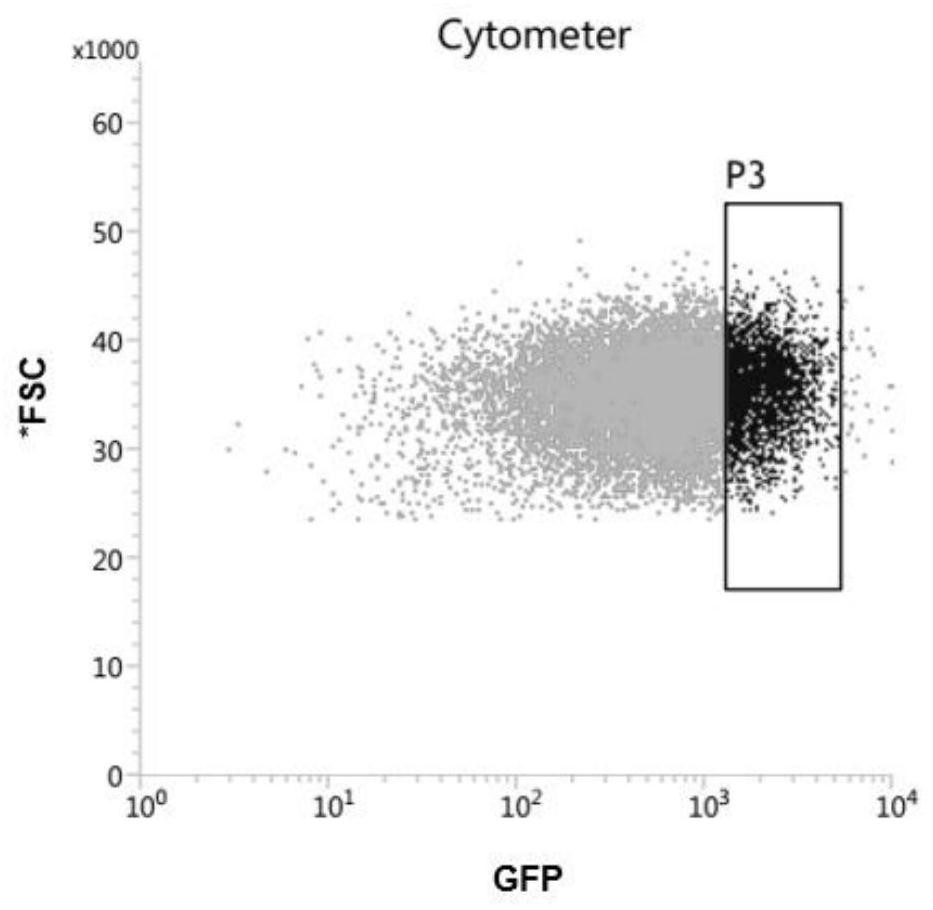 Melanoma leptomeningeal metastasis model construction method