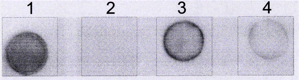 New application of zymosan in resisting plant viruses