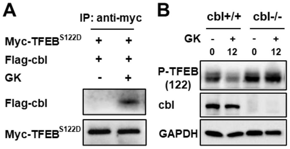 Application of compound for mediating cbl to degrade P-TFEB and exciting TFEB in preparation of antitumor drugs