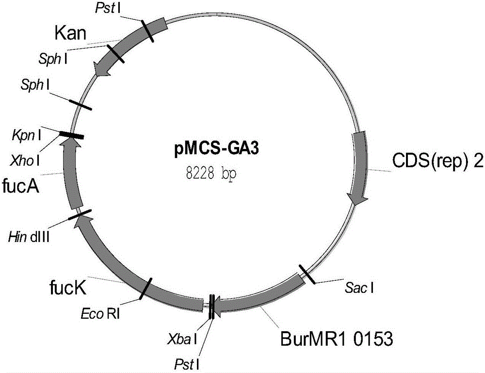 Genetically engineered bacterium for producing L-malic acid and construction method and application of genetically engineered bacterium