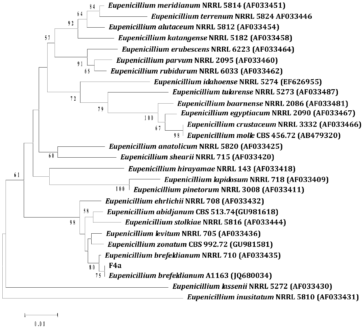 Plant endophytic fungus Eupenicillium brefeldianum F4a and its application