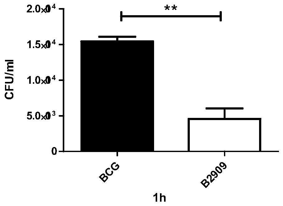 Mycobacterium bovis BCG vaccine low-adhesion low-invasiveness mutant strain B2909