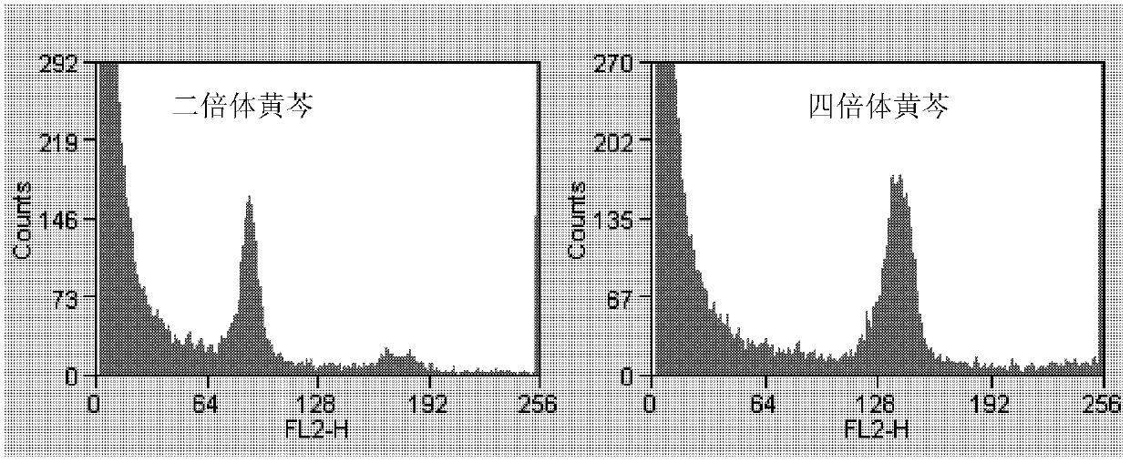 Technical flow applicable to mass production of polyploidy radix scutellariae excellent variety