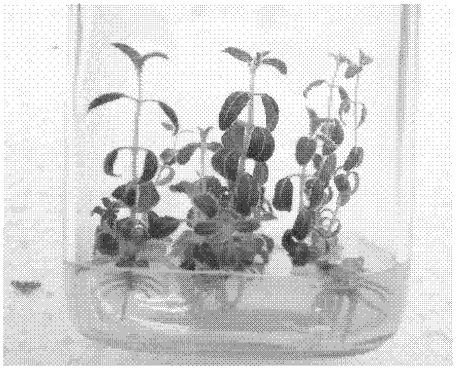 Technical flow applicable to mass production of polyploidy radix scutellariae excellent variety