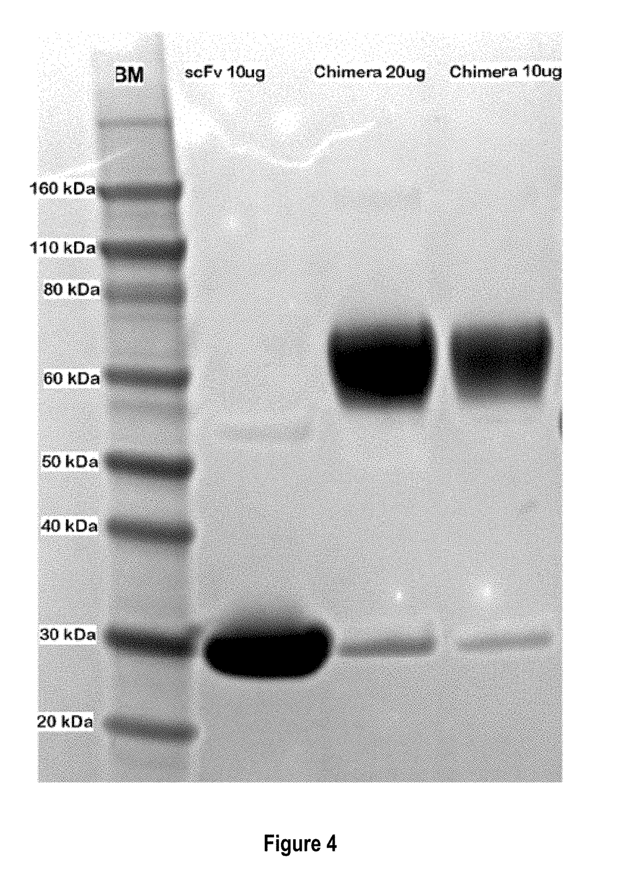 Treatment of allergic diseases with chimeric protein