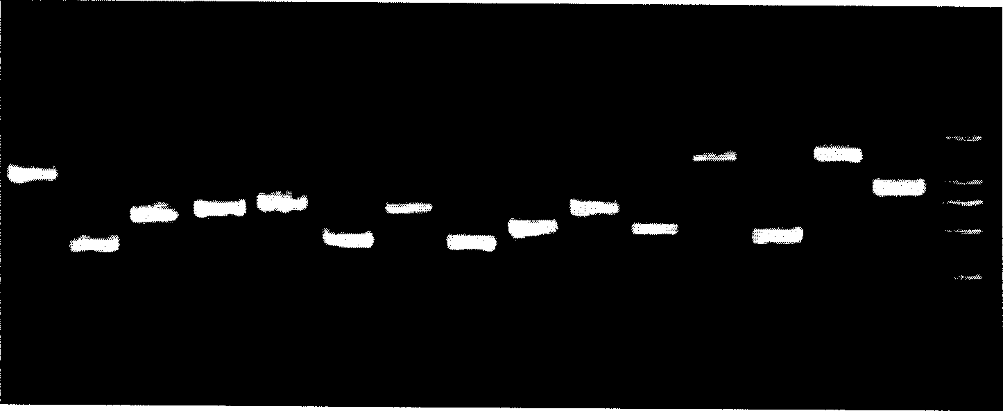 Test chipe of cytochrome P450 gene hereditary variation and its application