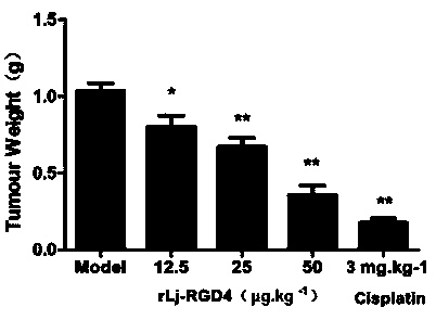 Applications of artificially synthesized gene-derived recombinant protein rLj-RGD4 in anti-tumor drugs