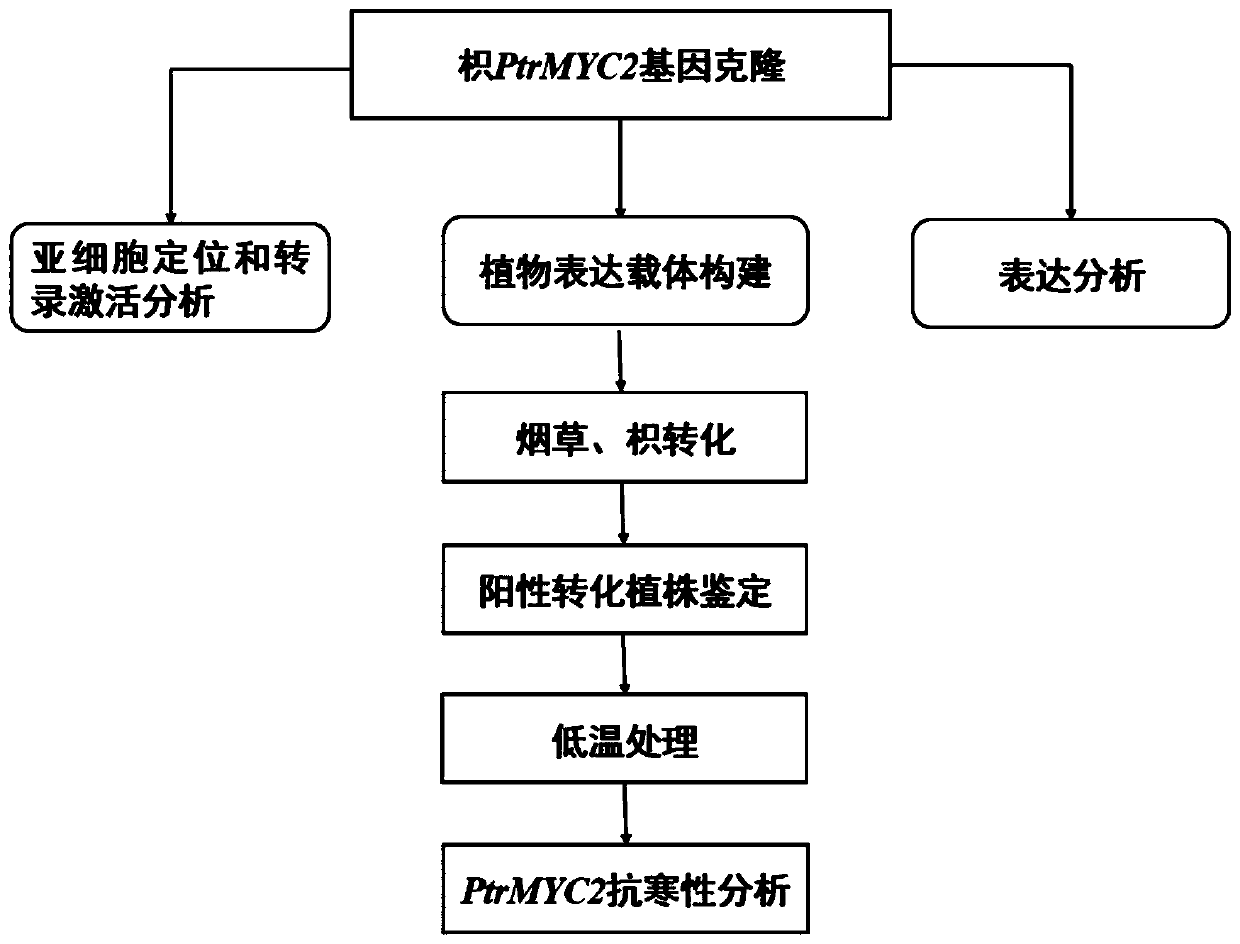 Cold-resistant gene PtrMYC2 of trifoliate orange and application of cold-resistant gene PtrMYC2 in cold-resistant genetic improvement of plants