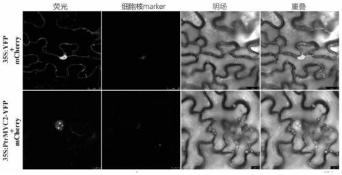 Cold-resistant gene PtrMYC2 of trifoliate orange and application of cold-resistant gene PtrMYC2 in cold-resistant genetic improvement of plants