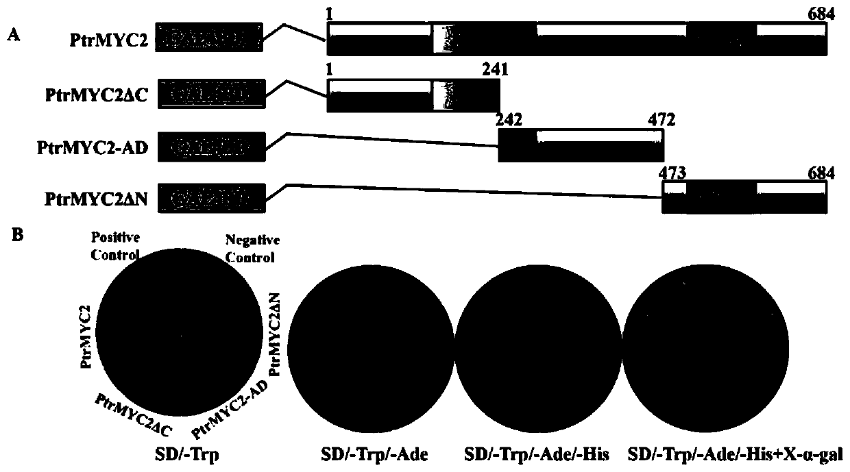 Cold-resistant gene PtrMYC2 of trifoliate orange and application of cold-resistant gene PtrMYC2 in cold-resistant genetic improvement of plants