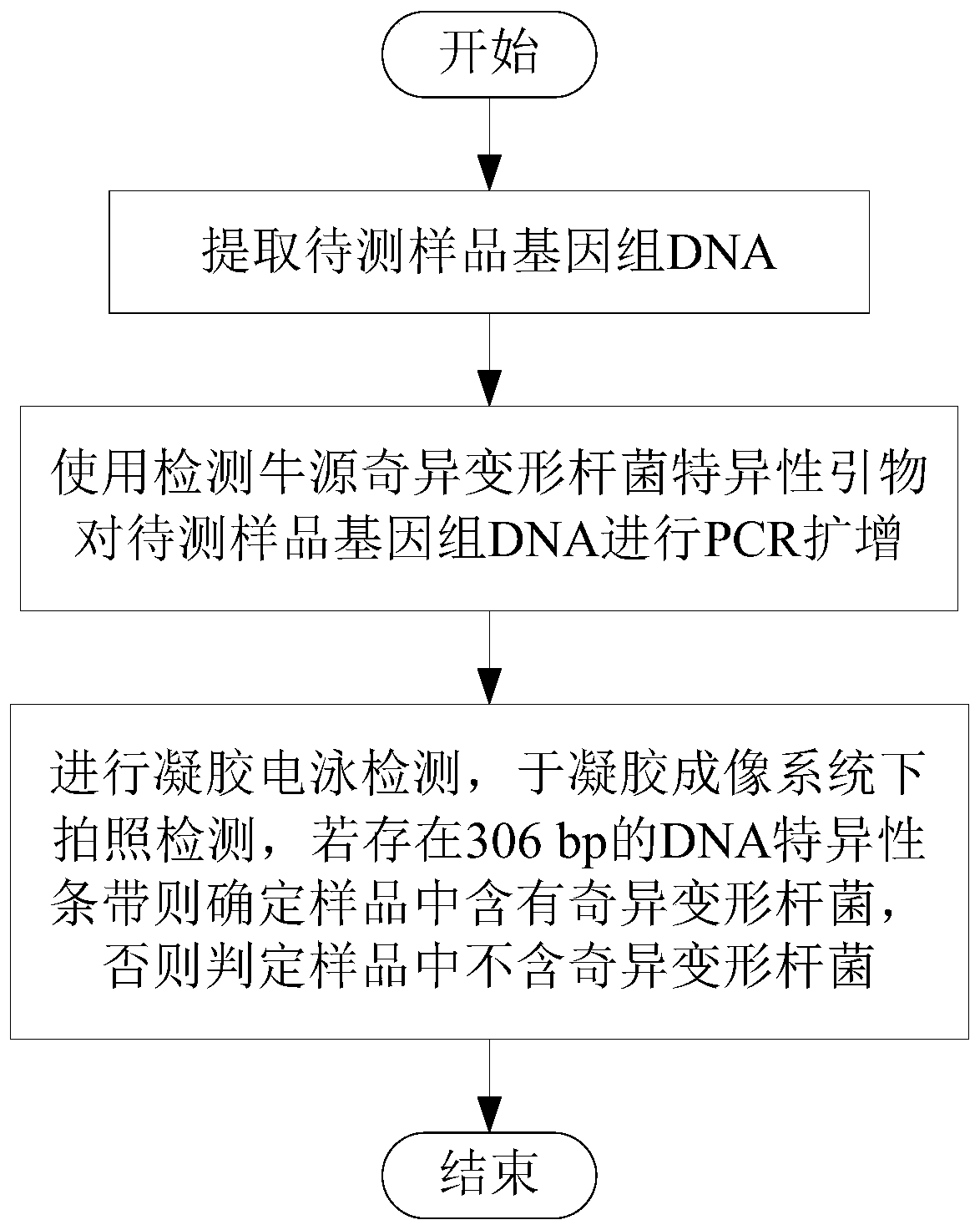 Specific primer and method for detecting bovine derived proteus