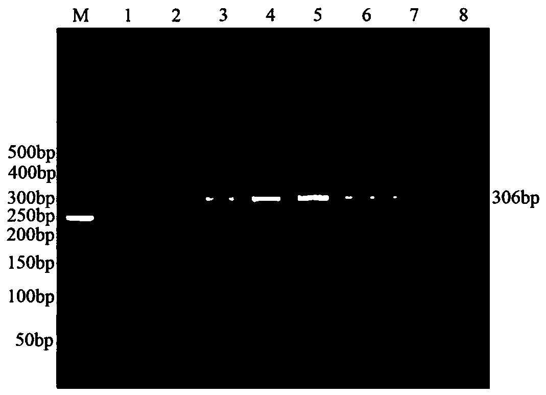 Specific primer and method for detecting bovine derived proteus