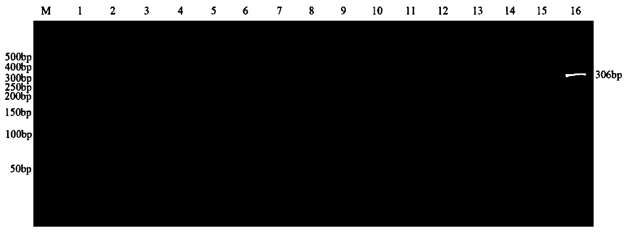 Specific primer and method for detecting bovine derived proteus