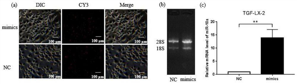 Application of miR-10a-mediated tumor-associated fibroblast to inhibition of hepatic metastasis in colorectal cancer