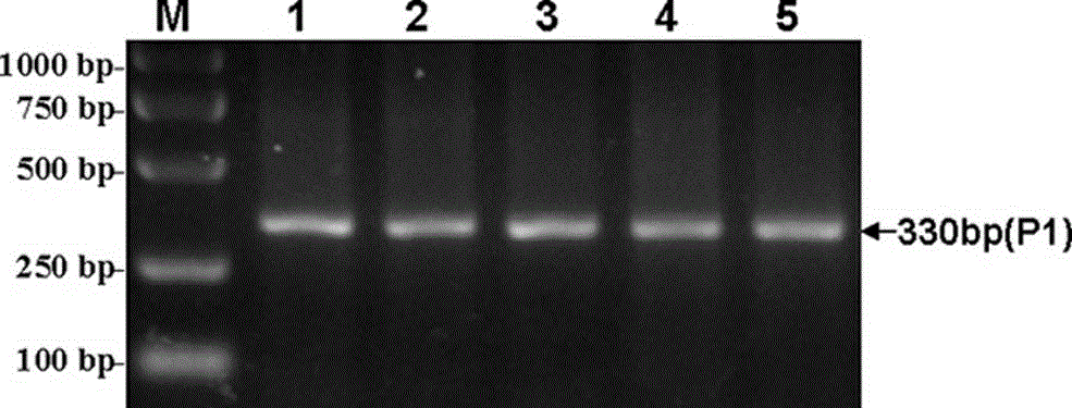 Detection method of Chinese simmental cattle carcass and meat quality trait genetic markers