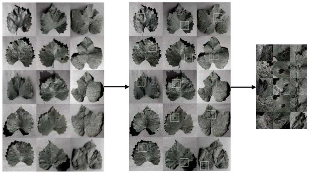 Grape leaf scab identification method based on fine-grained generative adversarial network