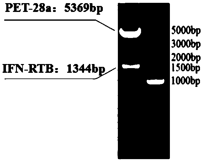 Interferon recombinant fusion protein and application thereof