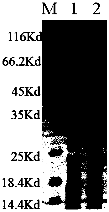 Interferon recombinant fusion protein and application thereof