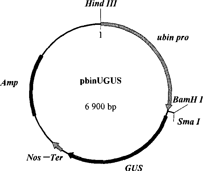 Method for constructing chlorella expression vector, converting chlorella and breaking wall of chlorella