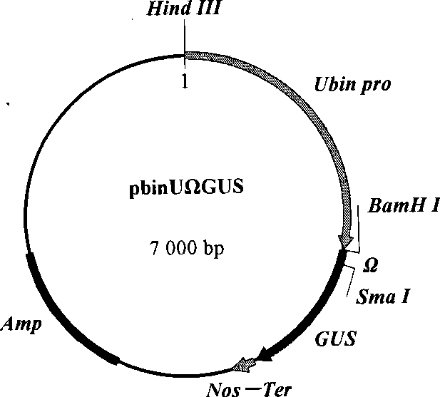 Method for constructing chlorella expression vector, converting chlorella and breaking wall of chlorella