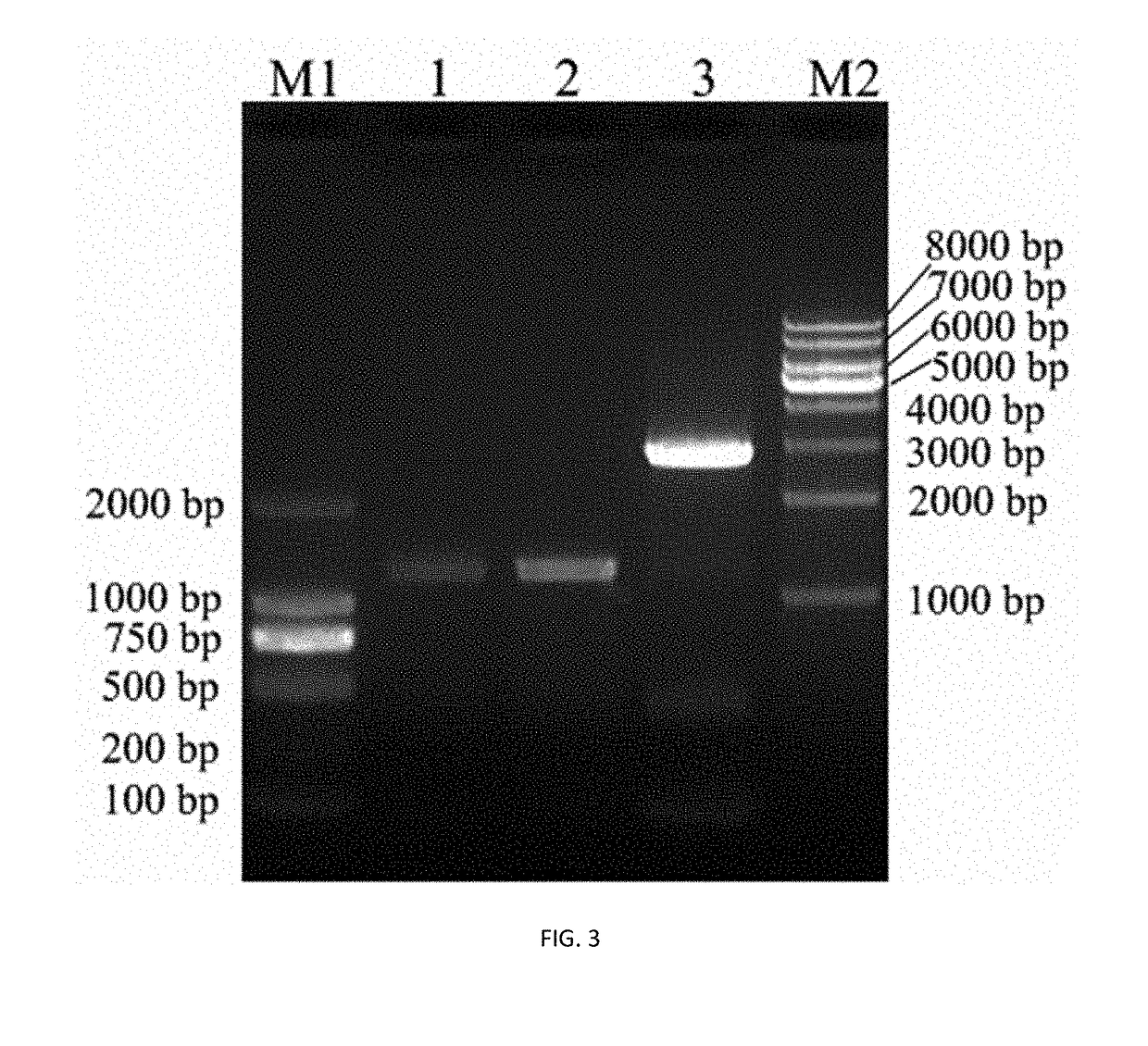 Mortierella alpine uracil auxotroph with ura5 gene knocked out through homologous recombination