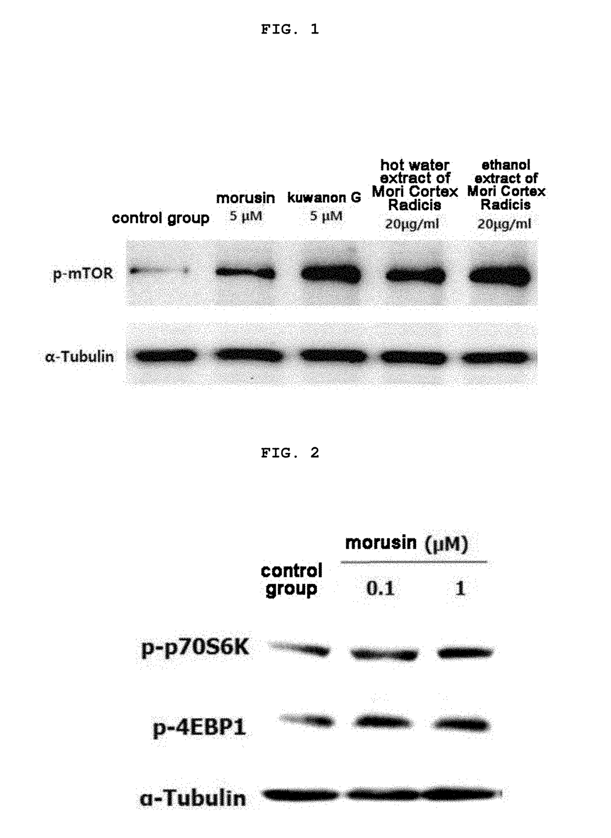 Composition for preventing and treating muscle diseases or improving muscular function, containing morusin, kuwanon g, or mori cortex radicis