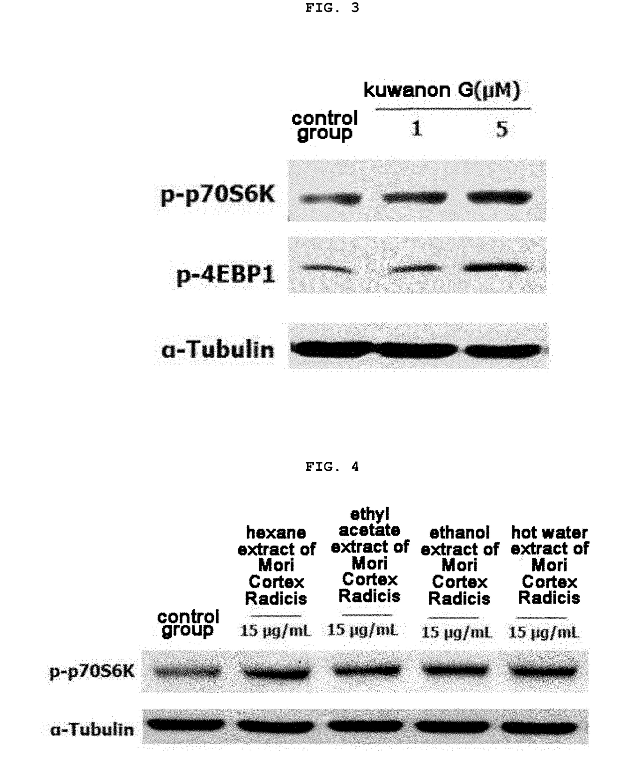 Composition for preventing and treating muscle diseases or improving muscular function, containing morusin, kuwanon g, or mori cortex radicis