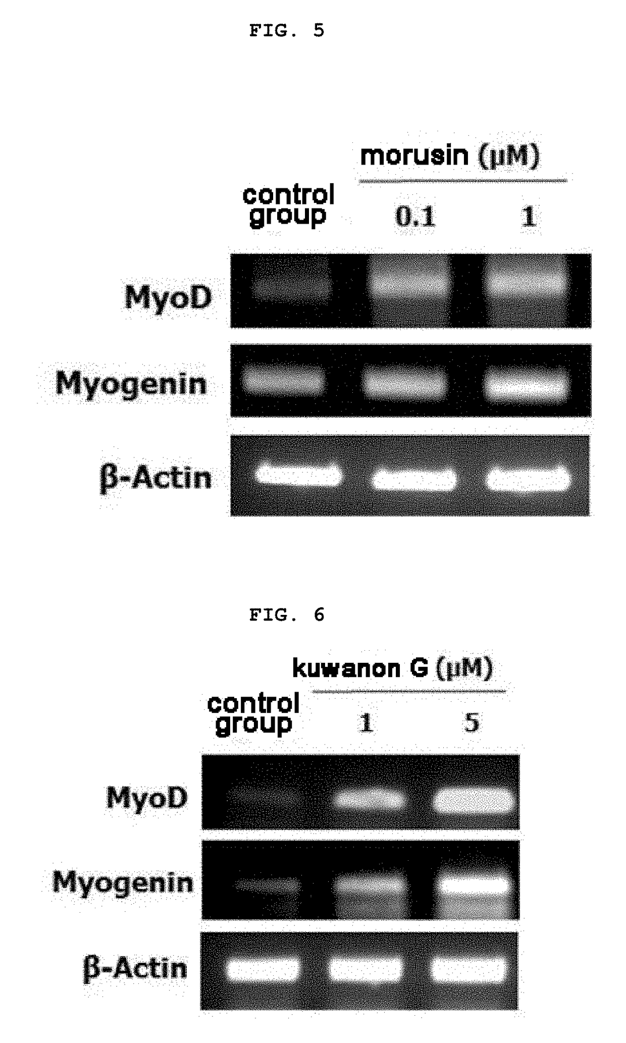 Composition for preventing and treating muscle diseases or improving muscular function, containing morusin, kuwanon g, or mori cortex radicis