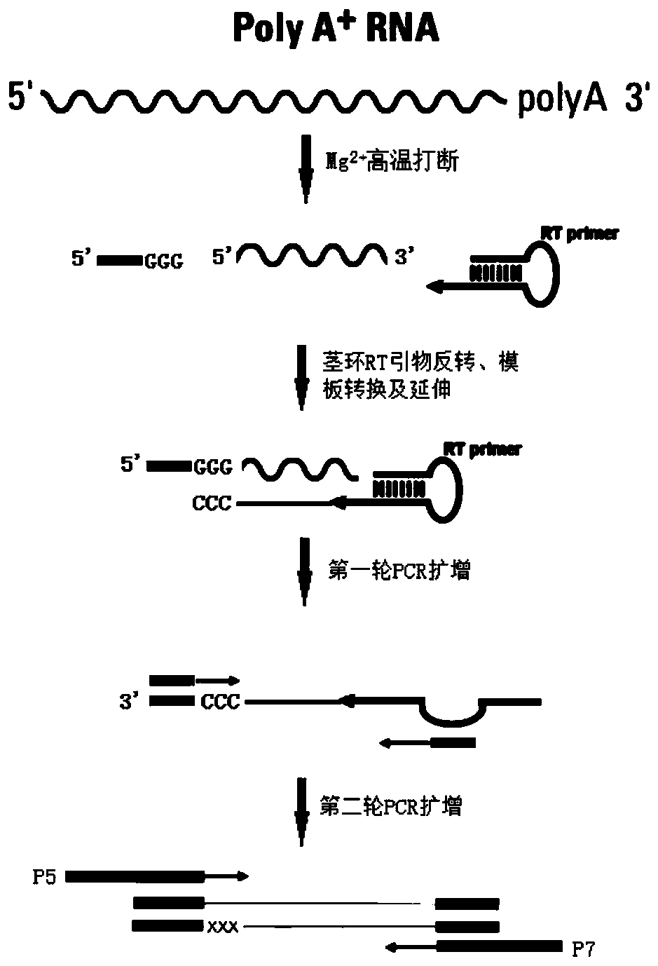 Rapid construction method of transcriptome sequencing library, and application of rapid construction method