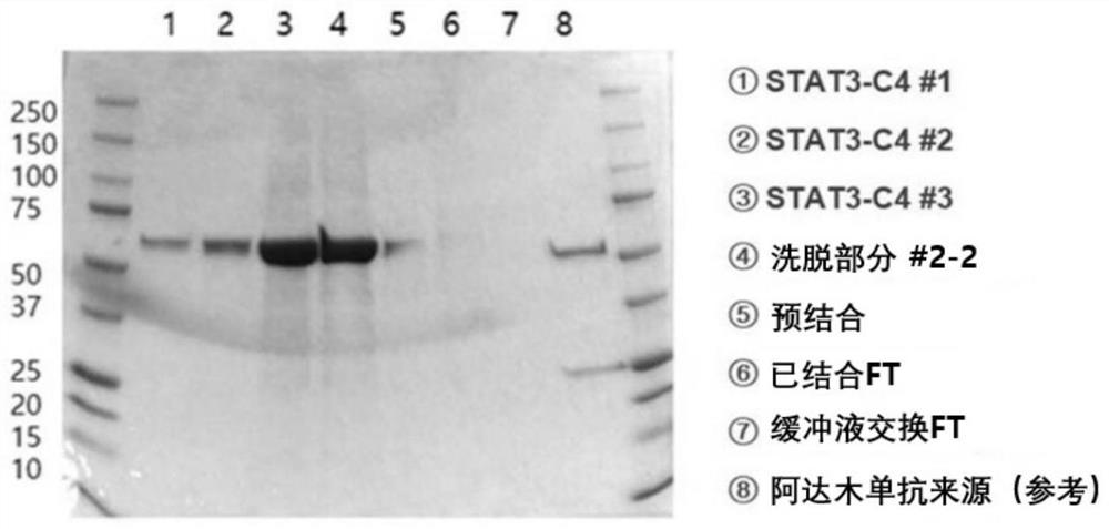 Anti-stat3 bispecific antibody having cell-penetrating ability, and pharmaceutical composition containing same