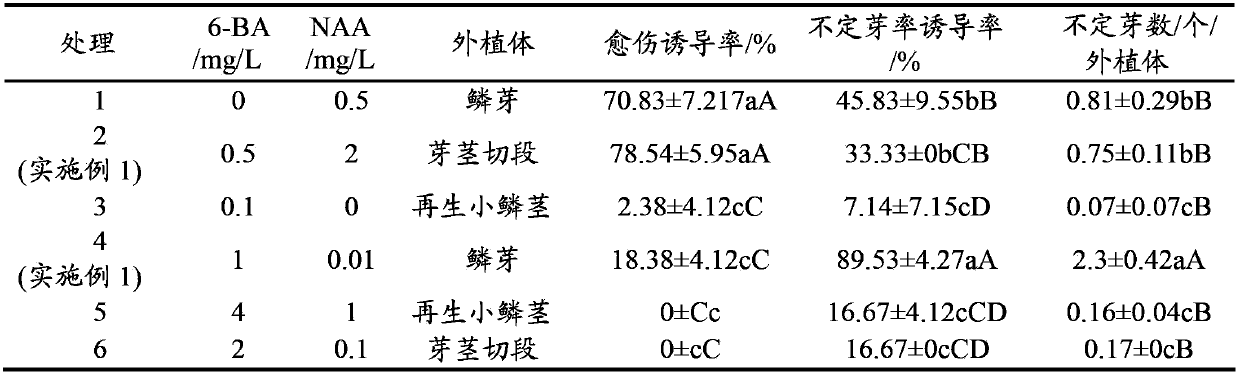 Establishment method for asexual rapid propagation system of Tulipa edulis (Miq.) Baker