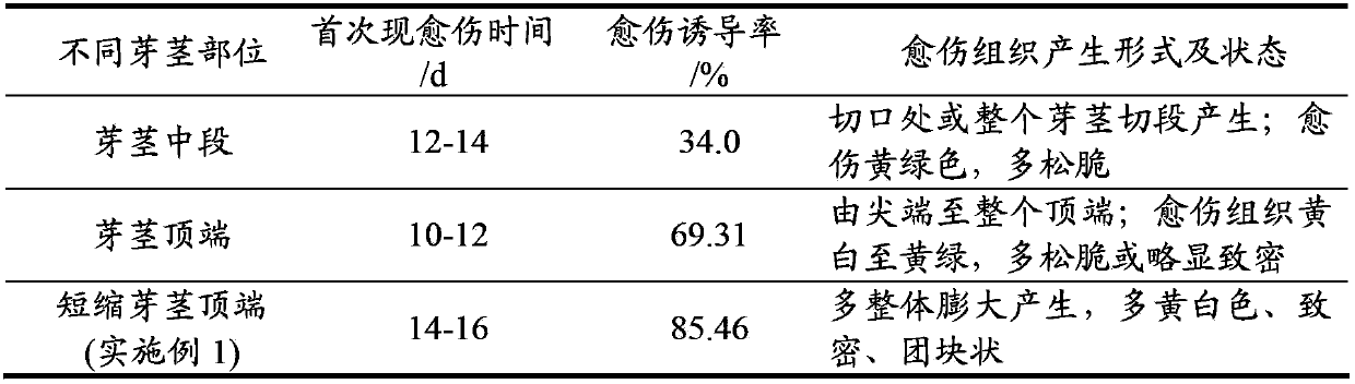 Establishment method for asexual rapid propagation system of Tulipa edulis (Miq.) Baker