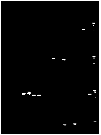 Low-salt-tolerant molecular marker C62 for portunus trituberculatus and application of low-salt-tolerant molecular marker C62