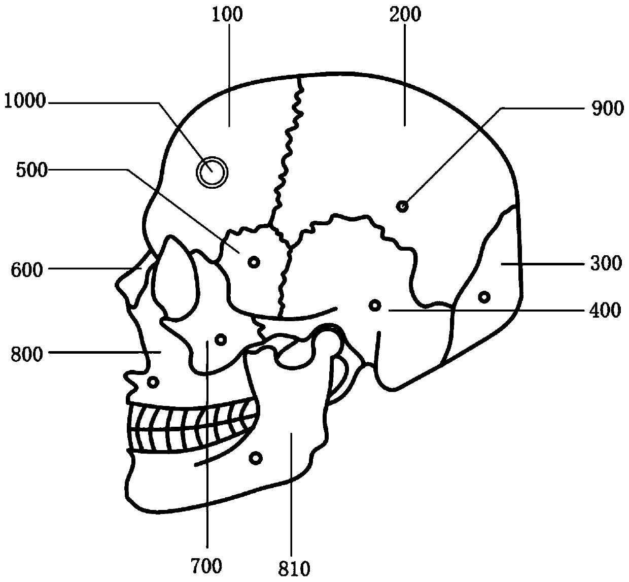 Body structure mold for teaching