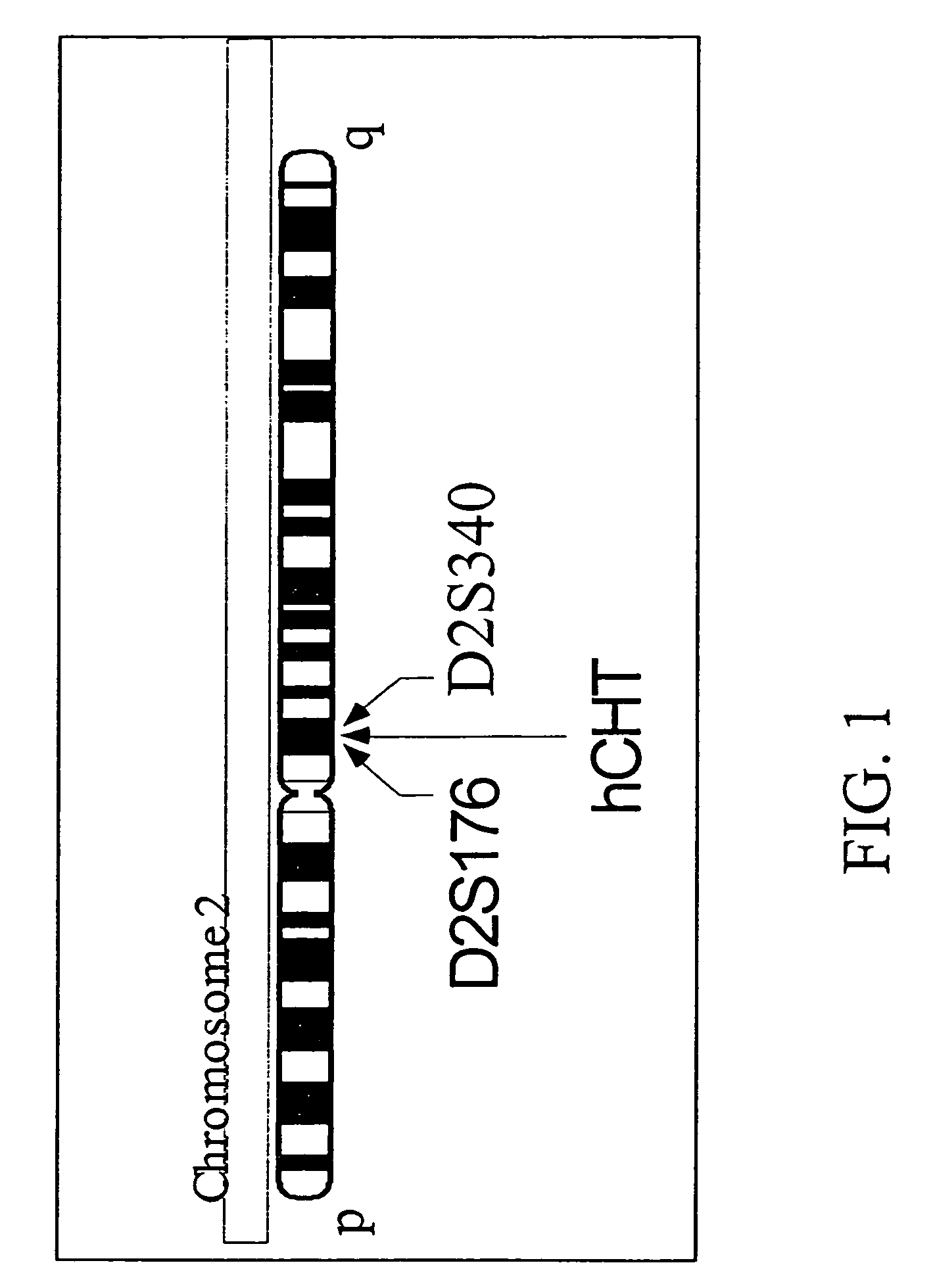 Polynucleotide encoding a mouse choline transporter