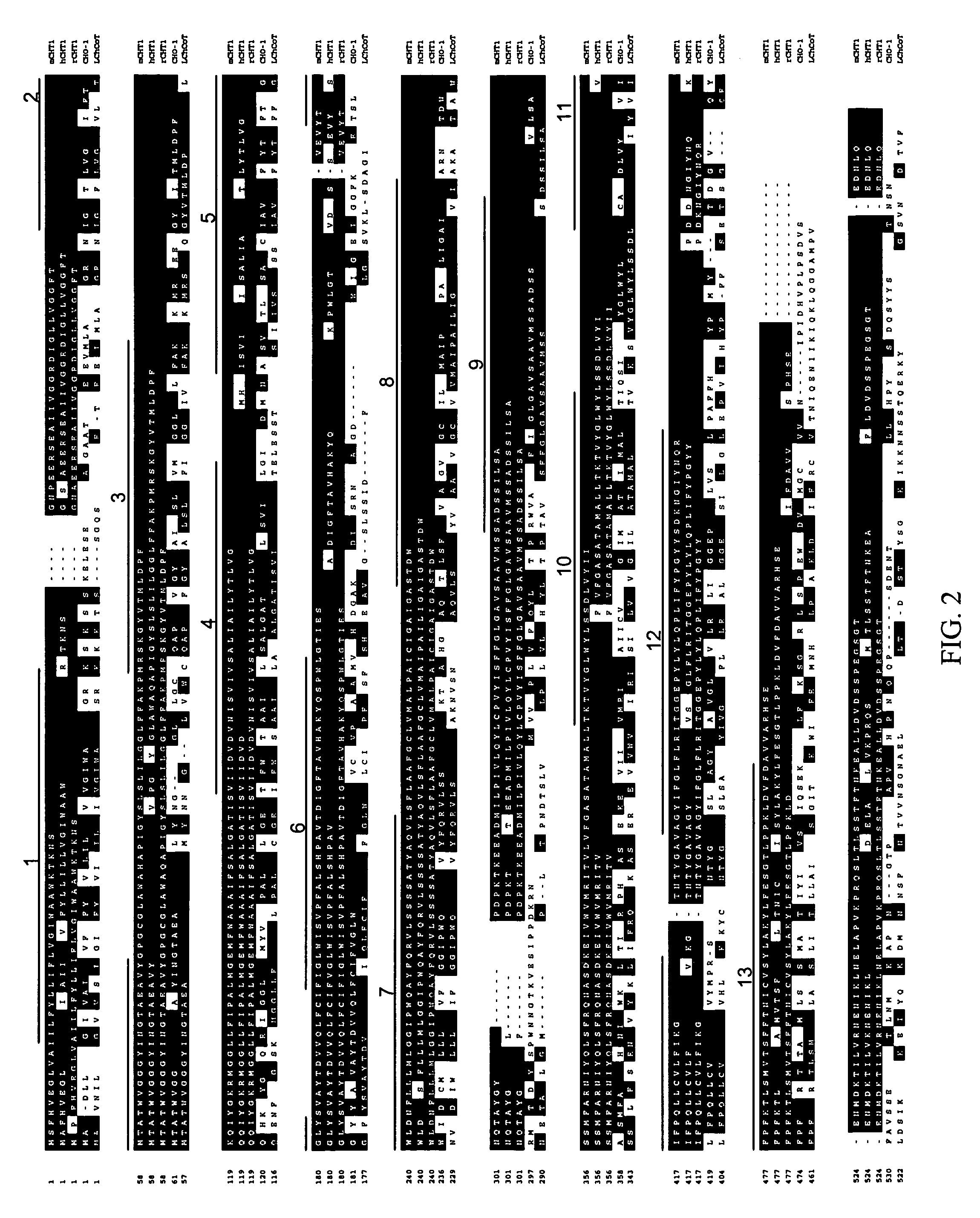 Polynucleotide encoding a mouse choline transporter