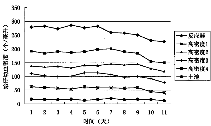 Use of pneumatic lift type bioreactor for breeding philippine young little clam in high density