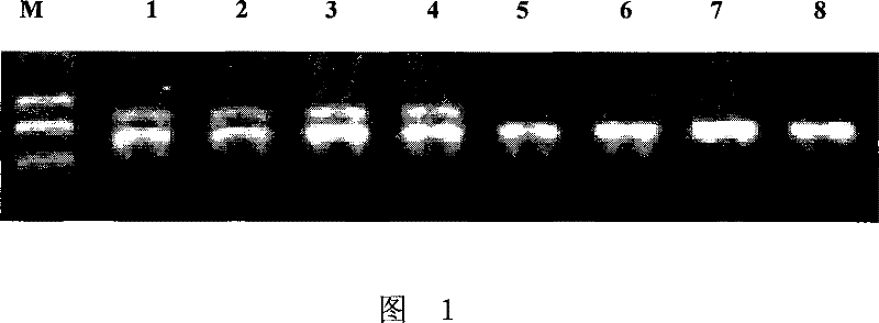 Method for detecting activity of wheat polyphenol oxidase and special primer therefor