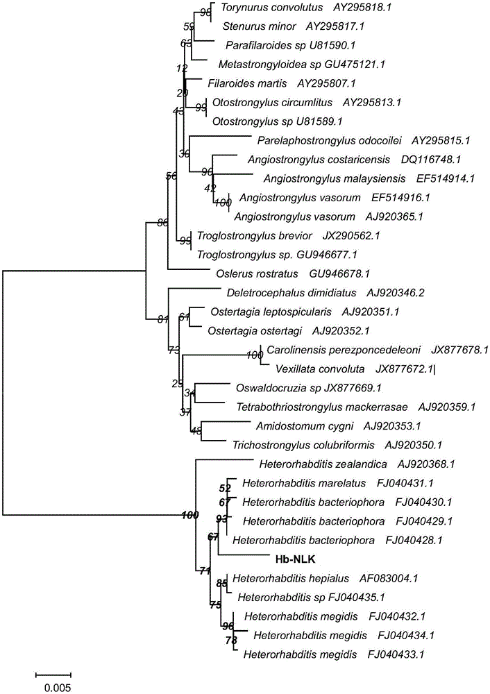 Application of heterorhabditis bacteriophora to biological control of underground insects of greenhouse vegetables