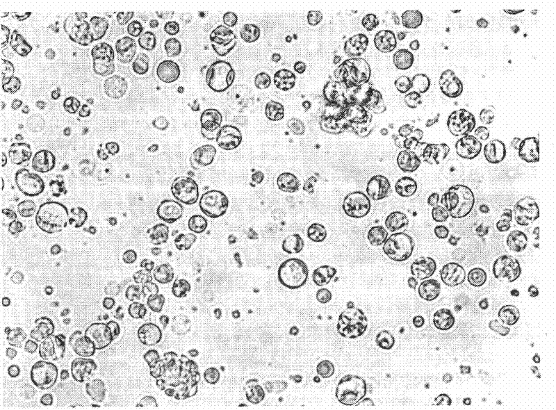 Suspension culture method for intestinal cells of stomachless lukewarm water fish