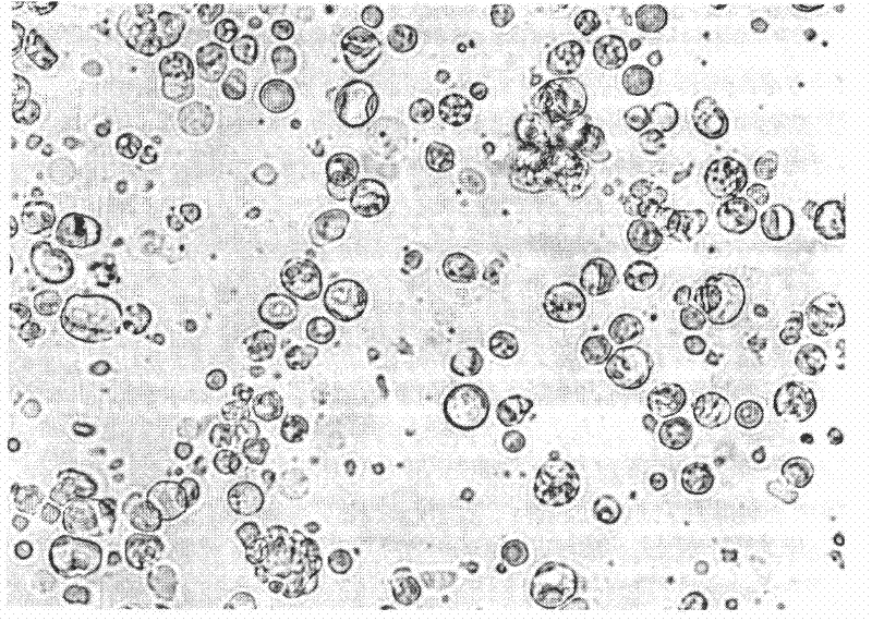 Suspension culture method for intestinal cells of stomachless lukewarm water fish